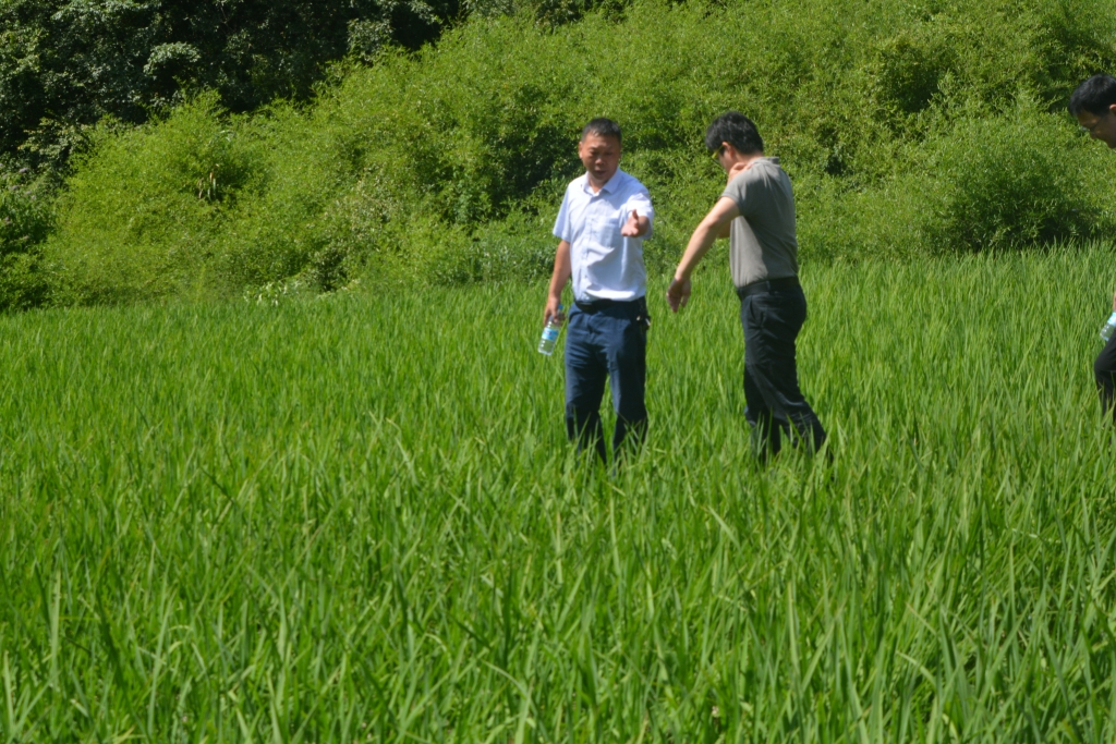 服务团调研水稻种植 服务团调研水稻种植