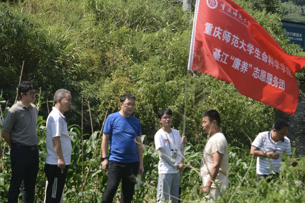 服务团调研玉米种植 服务团调研玉米种植