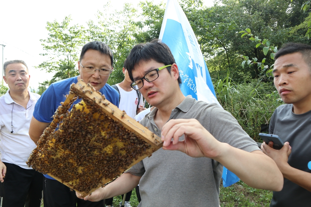 服务团调研中蜂养殖 服务团调研中蜂养殖